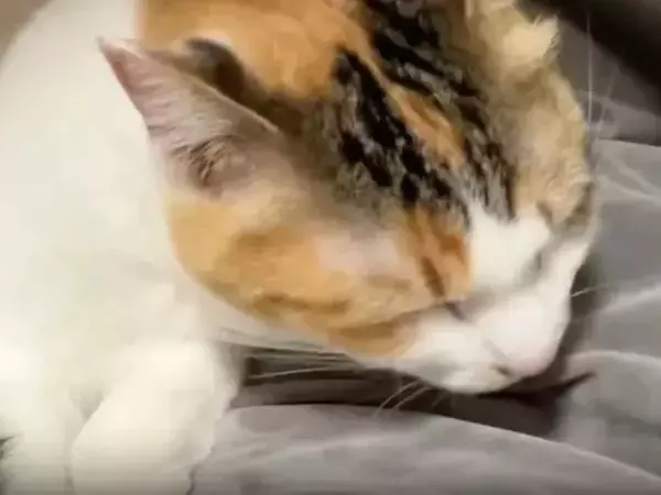 毛布の上で毛づくろいに夢中な猫が…　まさかの勘違いに「ずっと見てられる」「たまらん」