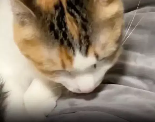毛布の上で毛づくろいに夢中な猫が…　まさかの勘違いに「ずっと見てられる」「たまらん」