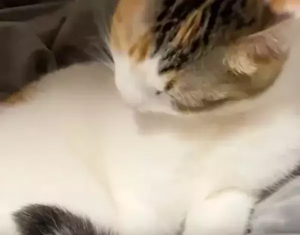 毛布の上で毛づくろいに夢中な猫が…　まさかの勘違いに「ずっと見てられる」「たまらん」