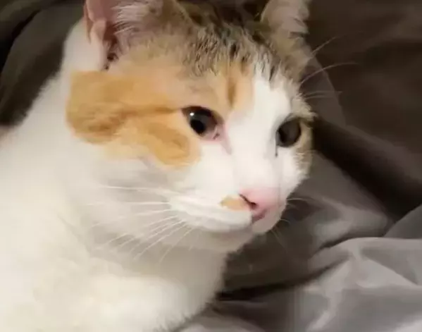 毛布の上で毛づくろいに夢中な猫が…　まさかの勘違いに「ずっと見てられる」「たまらん」