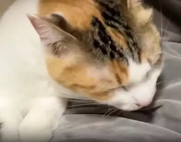毛布の上で毛づくろいに夢中な猫が…　まさかの勘違いに「ずっと見てられる」「たまらん」