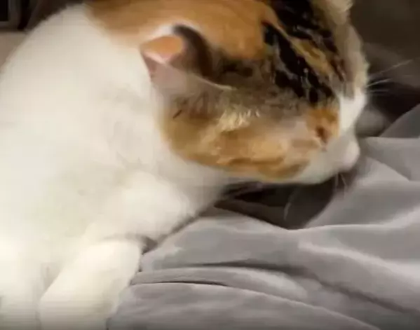 毛布の上で毛づくろいに夢中な猫が…　まさかの勘違いに「ずっと見てられる」「たまらん」