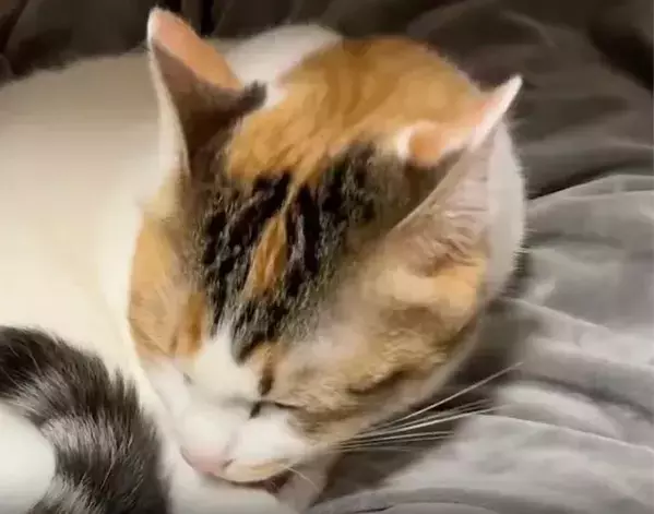 毛布の上で毛づくろいに夢中な猫が…　まさかの勘違いに「ずっと見てられる」「たまらん」