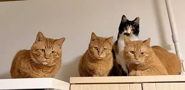 飼い主をガン見する4匹の猫　動物病院に連れていかれて…「敵を見る目で笑った」「顔、顔ー！」