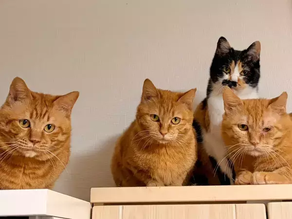 飼い主をガン見する4匹の猫　動物病院に連れていかれて…「敵を見る目で笑った」「顔、顔ー！」