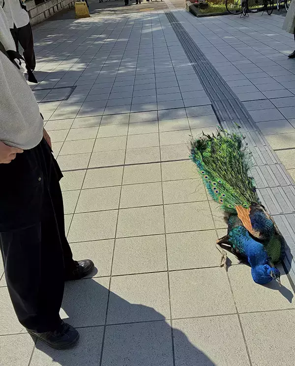 帰宅を拒否するのは柴犬…ではなく？　まさかの光景に「五度見するわ」「こんな姿を見せるの！？」