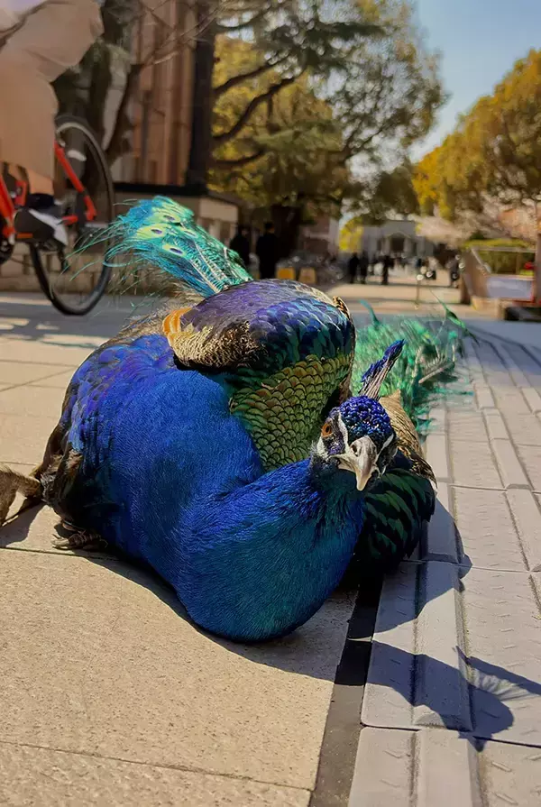 帰宅を拒否するのは柴犬…ではなく？　まさかの光景に「五度見するわ」「こんな姿を見せるの！？」