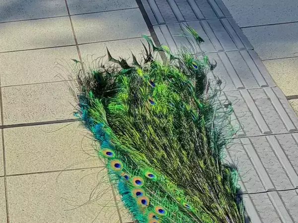 帰宅を拒否するのは柴犬…ではなく？　まさかの光景に「五度見するわ」「こんな姿を見せるの！？」