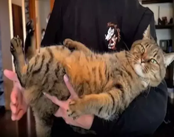 2万人がいいねした猫の動画　腰を叩き続けると？　予想外の姿に「魔法みたい」「面白い！」