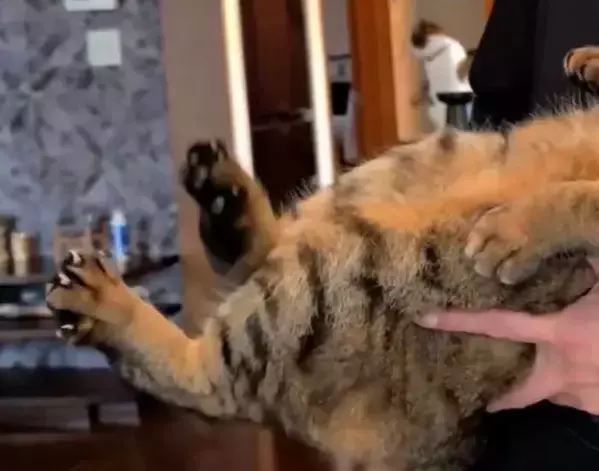 2万人がいいねした猫の動画　腰を叩き続けると？　予想外の姿に「魔法みたい」「面白い！」