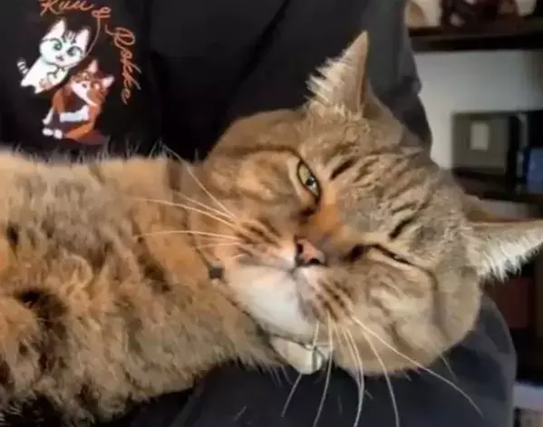 2万人がいいねした猫の動画　腰を叩き続けると？　予想外の姿に「魔法みたい」「面白い！」