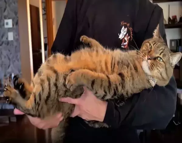 2万人がいいねした猫の動画　腰を叩き続けると？　予想外の姿に「魔法みたい」「面白い！」