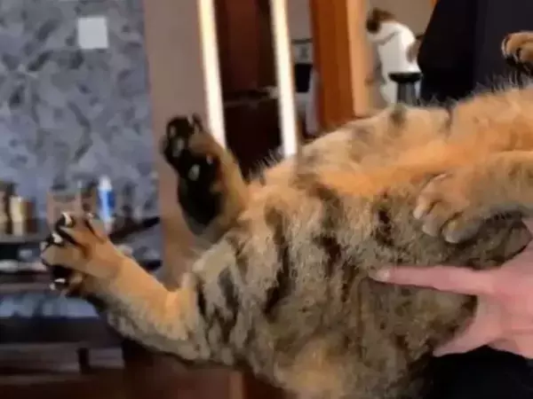 2万人がいいねした猫の動画　腰を叩き続けると？　予想外の姿に「魔法みたい」「面白い！」