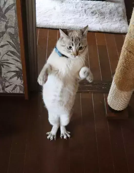 2本脚で立つ猫の足元を見ると…　目を疑う姿に「ペンギンにも見える」「人間が入っているのかも」