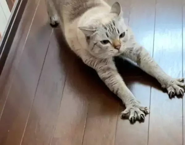 2本脚で立つ猫の足元を見ると…　目を疑う姿に「ペンギンにも見える」「人間が入っているのかも」