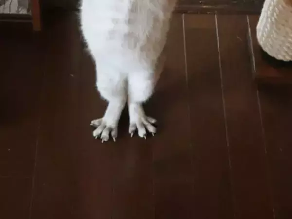 2本脚で立つ猫の足元を見ると…　目を疑う姿に「ペンギンにも見える」「人間が入っているのかも」