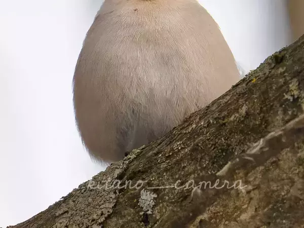 新種のシマエナガを発見…？　正体に「そういう名前の鳥だったかー」「笑った」