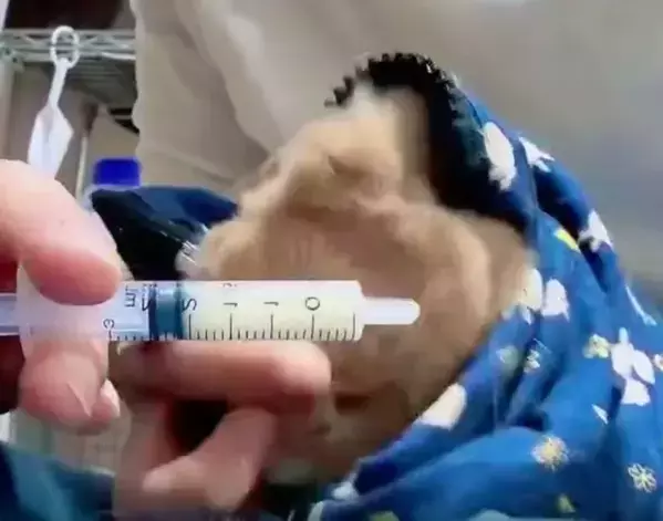 『お薬キャンセル界隈』のウサギ　華麗な回避術に「かわいすぎる」「最後まで偉い」