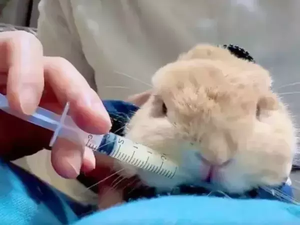 『お薬キャンセル界隈』のウサギ　華麗な回避術に「かわいすぎる」「最後まで偉い」