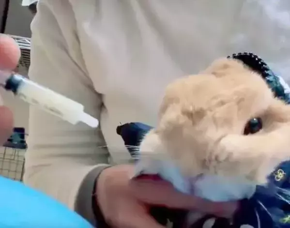 『お薬キャンセル界隈』のウサギ　華麗な回避術に「かわいすぎる」「最後まで偉い」