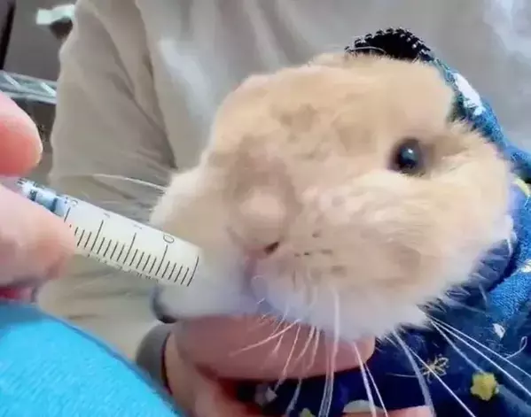 『お薬キャンセル界隈』のウサギ　華麗な回避術に「かわいすぎる」「最後まで偉い」