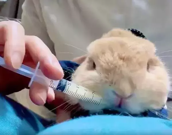 『お薬キャンセル界隈』のウサギ　華麗な回避術に「かわいすぎる」「最後まで偉い」