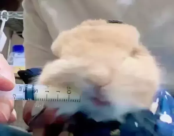 『お薬キャンセル界隈』のウサギ　華麗な回避術に「かわいすぎる」「最後まで偉い」