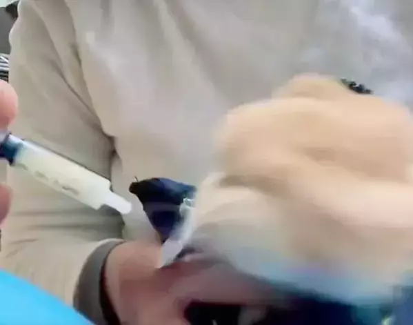 『お薬キャンセル界隈』のウサギ　華麗な回避術に「かわいすぎる」「最後まで偉い」