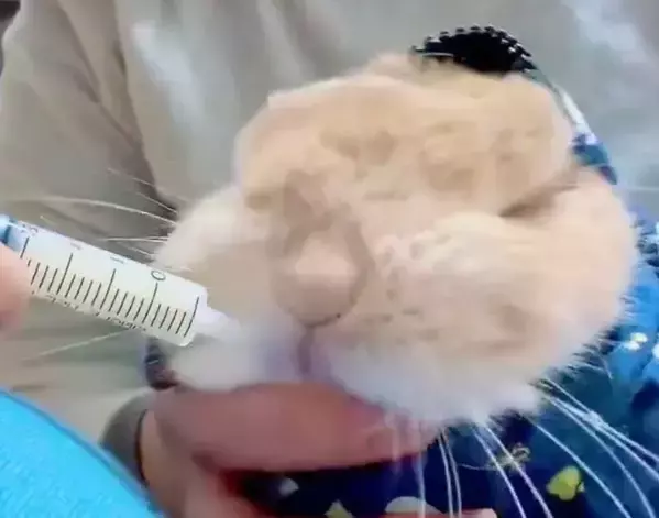 『お薬キャンセル界隈』のウサギ　華麗な回避術に「かわいすぎる」「最後まで偉い」