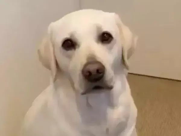 洗濯機の前で見つめてくる愛犬　その理由に「胸がキュン」「抱きしめたくなる」