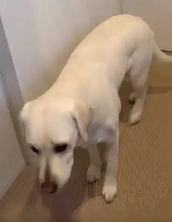 洗濯機の前で見つめてくる愛犬　その理由に「胸がキュン」「抱きしめたくなる」