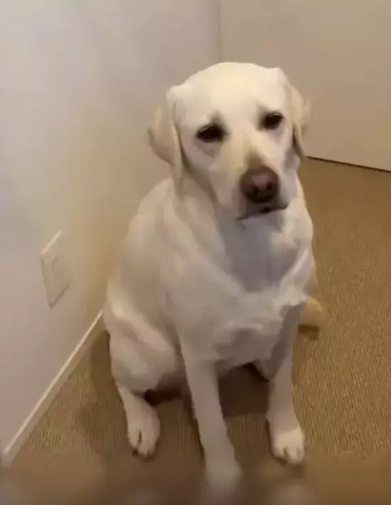 洗濯機の前で見つめてくる愛犬　その理由に「胸がキュン」「抱きしめたくなる」