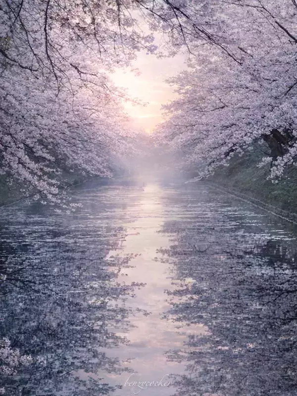 水面に映し出された『もう一つの桜』 夜明けの絶景に「心が洗われる」「最高ですね」