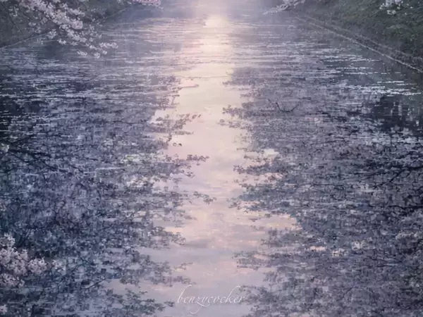 水面に映し出された『もう一つの桜』 夜明けの絶景に「心が洗われる」「最高ですね」