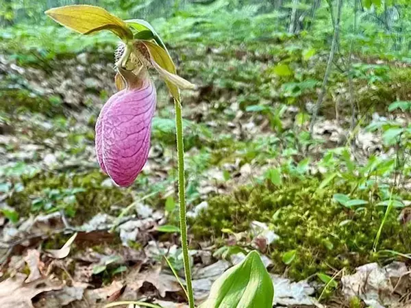 「まるで詐欺？」　ハチを閉じ込める花の仕組みが話題に