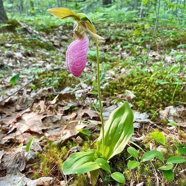 「まるで詐欺？」　ハチを閉じ込める花の仕組みが話題に