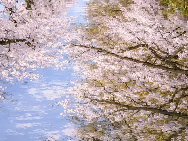 まるで印象派の絵画のよう…　水面に映る『満開の桜』が息をのむほど美しい