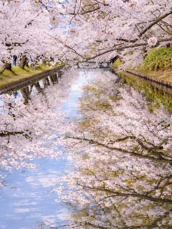 まるで印象派の絵画のよう…　水面に映る『満開の桜』が息をのむほど美しい