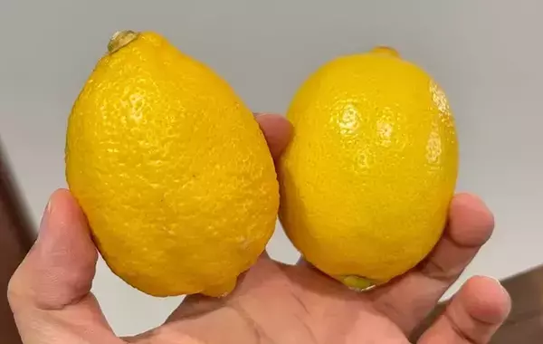 包丁いらず！　簡単にレモンを絞る方法に「手も汚れにくい」