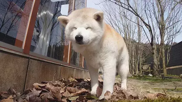 春の陽気にウトウト…　14歳のシニア犬が外に出ると？「表情がかわいすぎ」「眠くなってきそう」