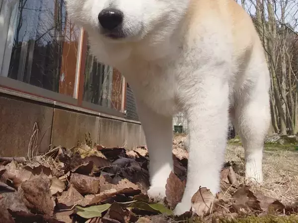 春の陽気にウトウト…　14歳のシニア犬が外に出ると？「表情がかわいすぎ」「眠くなってきそう」