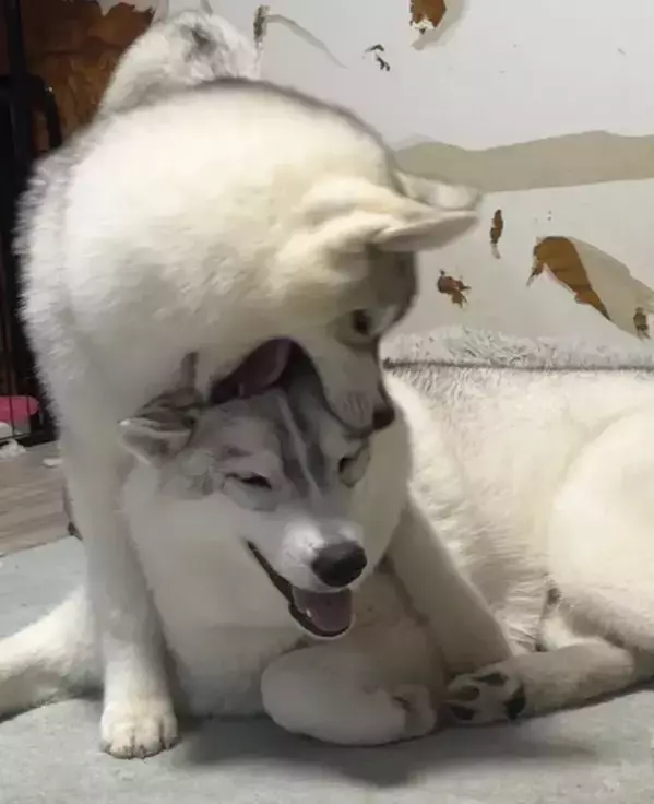 ガブッとされた年上ハスキー　顔を見ると…「なんか嬉しそうで笑った」「全然嫌がってない」