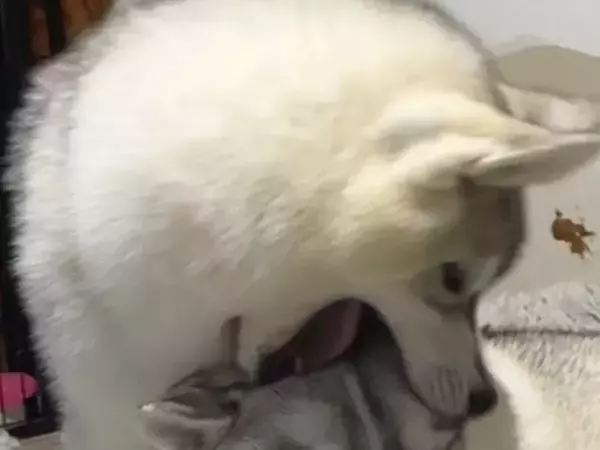 ガブッとされた年上ハスキー　顔を見ると…「なんか嬉しそうで笑った」「全然嫌がってない」