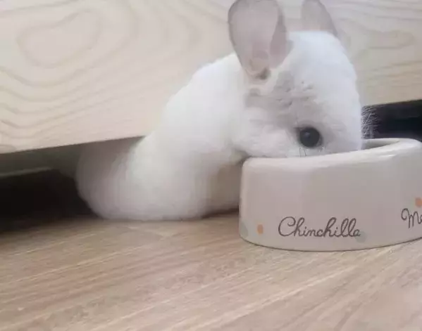 食事中に体型が変わるチンチラ　衝撃のフォルムに「なんてかわいい」「前脚が見当たらない」