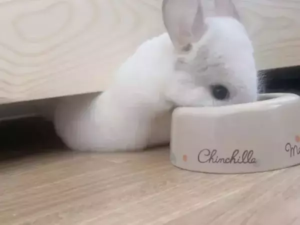 食事中に体型が変わるチンチラ　衝撃のフォルムに「なんてかわいい」「前脚が見当たらない」