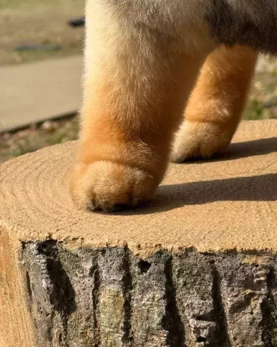 飼い主が投稿した愛犬の写真　あまりの美しさに「お見事」「整いすぎてる」