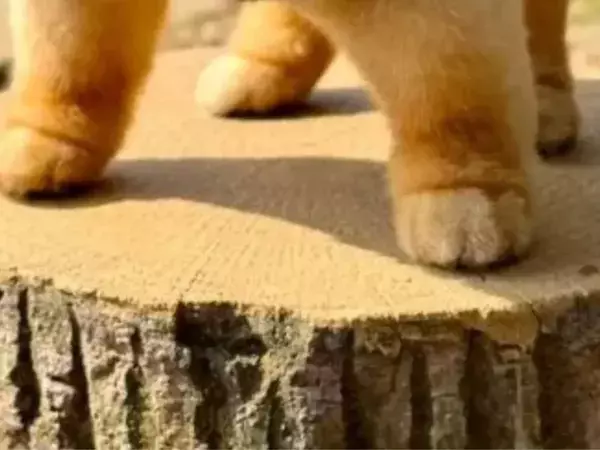 飼い主が投稿した愛犬の写真　あまりの美しさに「お見事」「整いすぎてる」