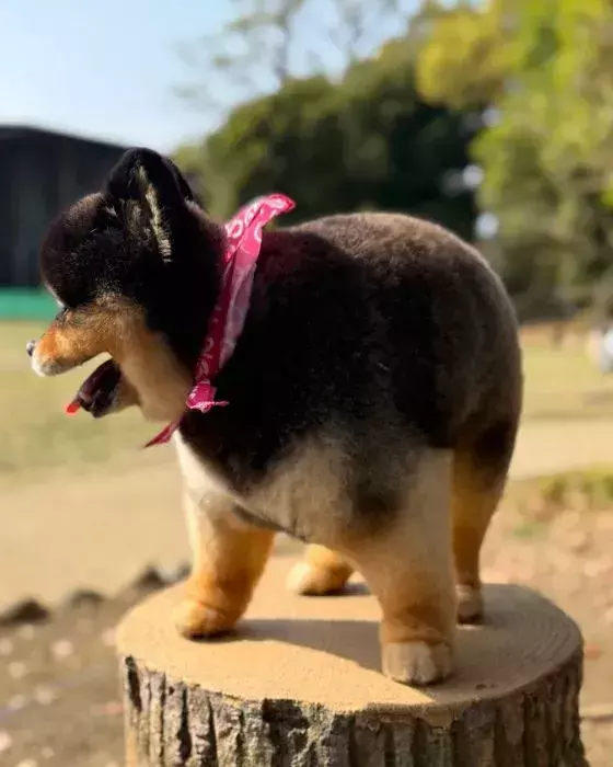 飼い主が投稿した愛犬の写真　あまりの美しさに「お見事」「整いすぎてる」