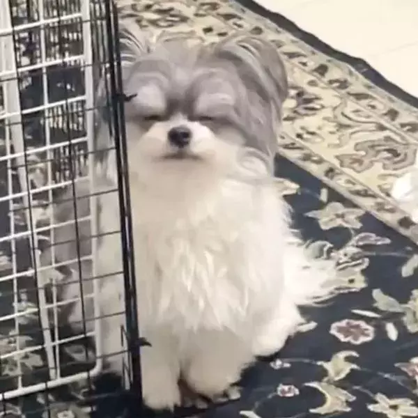 説教中の犬の様子がおかしい　表情をよく見てみると…「うちの犬も同じことする」