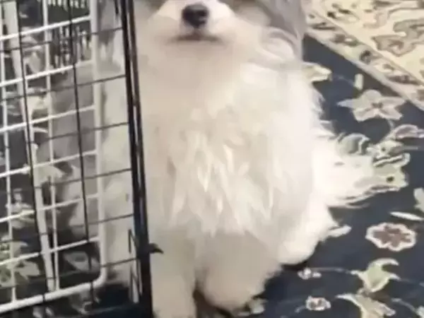 説教中の犬の様子がおかしい　表情をよく見てみると…「うちの犬も同じことする」